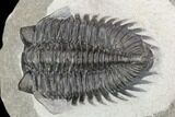 Coltraneia Trilobite Fossil - Huge Faceted Eyes #125239-1